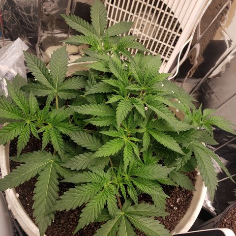 Geloctane  growlog timeline photo