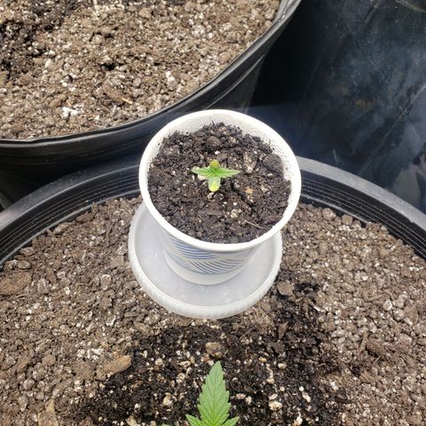Geloctane  growlog timeline photo