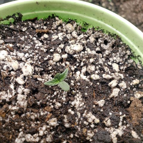 Geloctane  growlog timeline photo