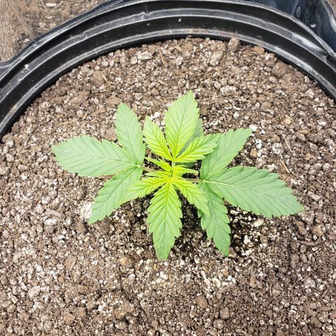 Geloctane  growlog timeline photo