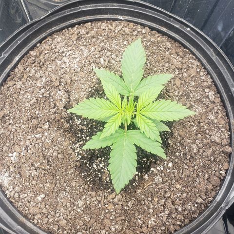 Geloctane  growlog timeline photo