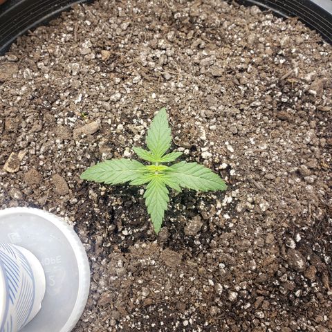 Geloctane  growlog timeline photo
