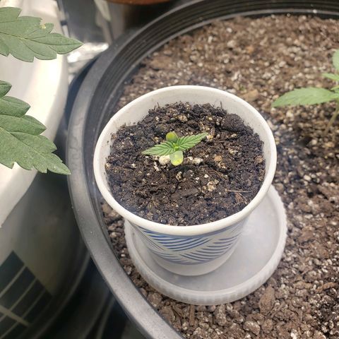 Geloctane  growlog timeline photo