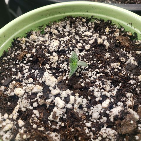 Geloctane  growlog timeline photo