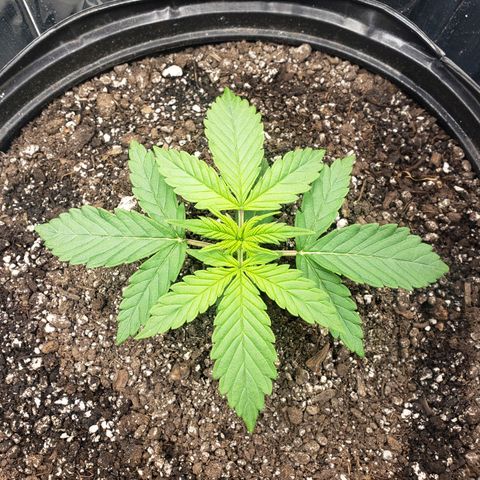 Geloctane  growlog timeline photo