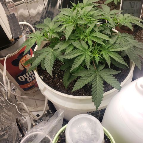 Geloctane  growlog timeline photo