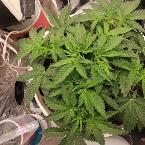 Geloctane  growlog timeline photo
