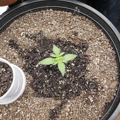 Geloctane  growlog photo: Fed all the girls today They look happy 
