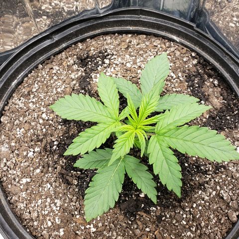 Geloctane  growlog photo: Fed all the girls today They look happy 
