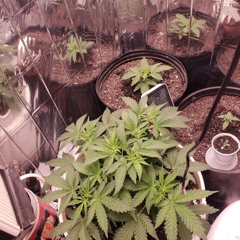 Geloctane  growlog photo: Fed all the girls today They look happy 