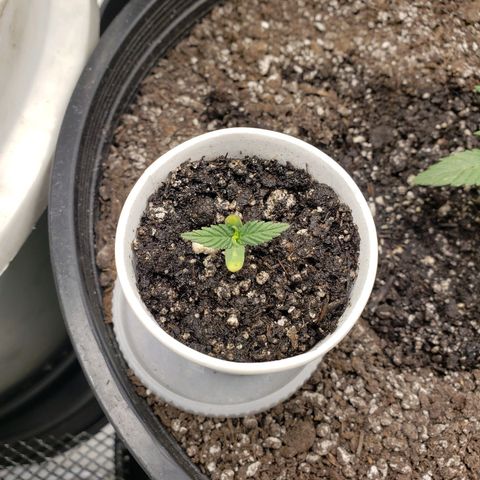 Geloctane  growlog photo: Fed all the girls today They look happy 