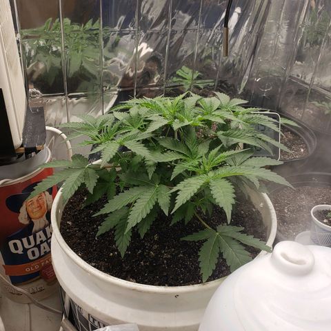 Geloctane  growlog photo: Fed all the girls today They look happy 