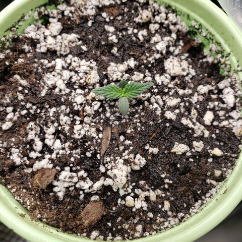 Geloctane  growlog photo: Fed all the girls today They look happy 