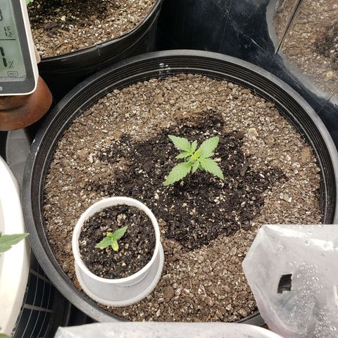 Geloctane  growlog timeline photo