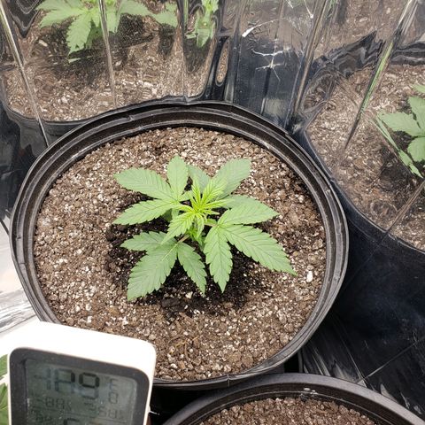Geloctane  growlog timeline photo