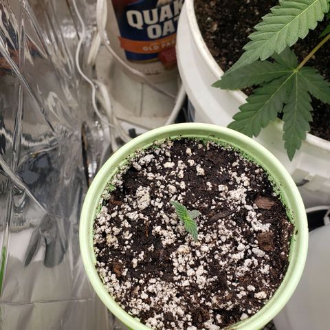 Geloctane  growlog timeline photo