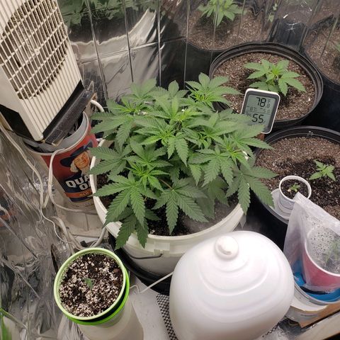 Geloctane  growlog timeline photo
