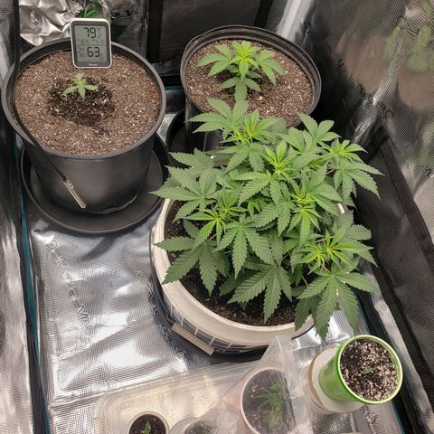 Geloctane  growlog photo: Moved in to the new tent 10:30am
