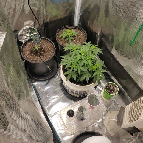 Geloctane  growlog photo: Moved in to the new tent 10:30am