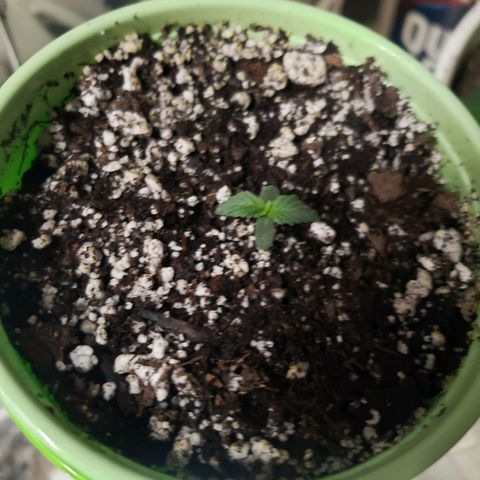 Geloctane  growlog photo: Uppotted 2 super skunk auto flowers 4:30pm 1 3/4 gal pots almost 2gal