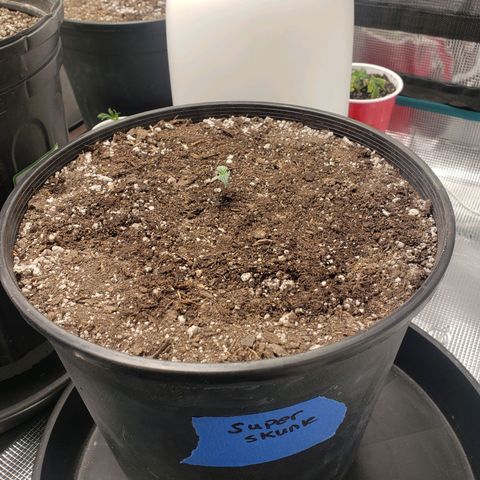Geloctane  growlog photo: Uppotted 2 super skunk auto flowers 4:30pm 1 3/4 gal pots almost 2gal