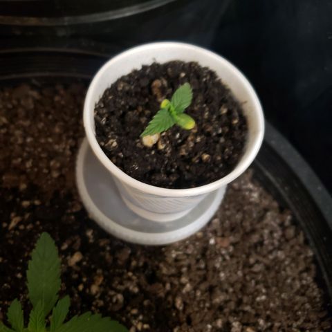 Geloctane  growlog photo: Uppotted 2 super skunk auto flowers 4:30pm 1 3/4 gal pots almost 2gal