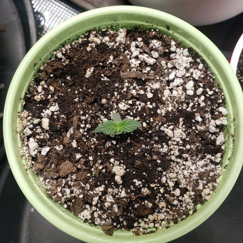 Geloctane  growlog photo: Uppotted 2 super skunk auto flowers 4:30pm 1 3/4 gal pots almost 2gal