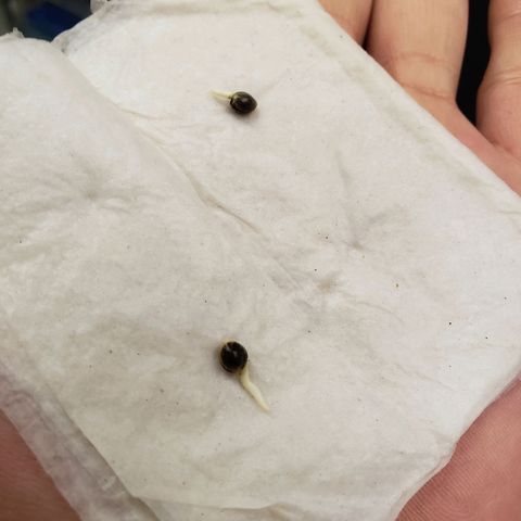 Geloctane  growlog photo: I planted 2 germinated kalifa Kush seeds 2:30