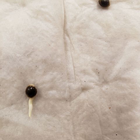 Geloctane  growlog photo: I planted 2 germinated kalifa Kush seeds 2:30
