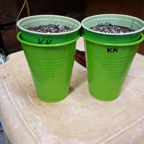 Geloctane  growlog photo: I planted 2 germinated kalifa Kush seeds 2:30