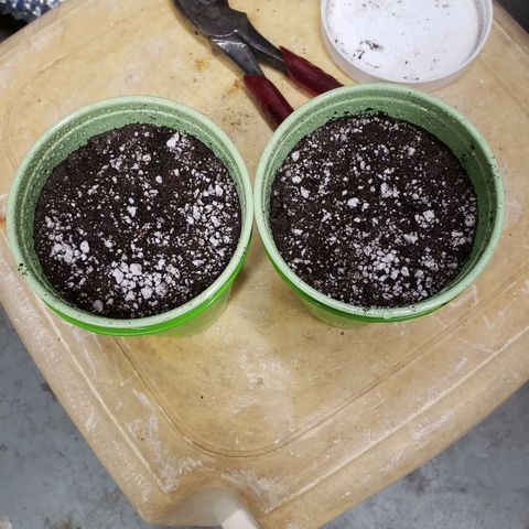 Geloctane  growlog photo: I planted 2 germinated kalifa Kush seeds 2:30