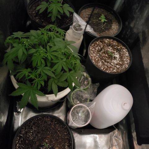 Geloctane  growlog photo: I planted 2 germinated kalifa Kush seeds 2:30