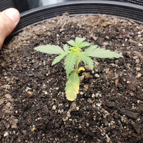 Geloctane  growlog photo: Pretty sure this is  Neam oil burn 