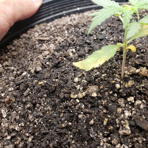 Geloctane  growlog photo: Pretty sure this is  Neam oil burn 