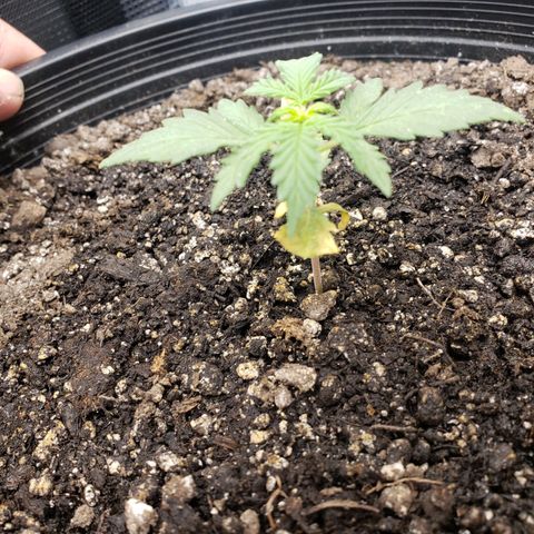 Geloctane  growlog photo: Pretty sure this is  Neam oil burn 
