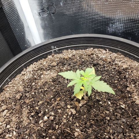 Geloctane  growlog photo: Pretty sure this is  Neam oil burn 