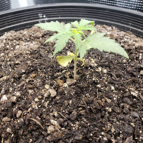 Geloctane  growlog photo: Pretty sure this is  Neam oil burn 
