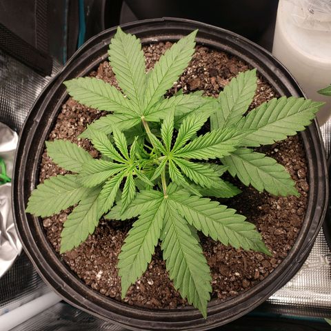Geloctane  growlog photo: All the plants are looking pretty good could be doing better still trying dial in the environment 