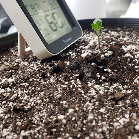 Geloctane  growlog photo: All the plants are looking pretty good could be doing better still trying dial in the environment 
