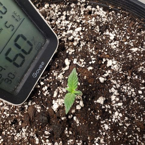 Geloctane  growlog photo: All the plants are looking pretty good could be doing better still trying dial in the environment 
