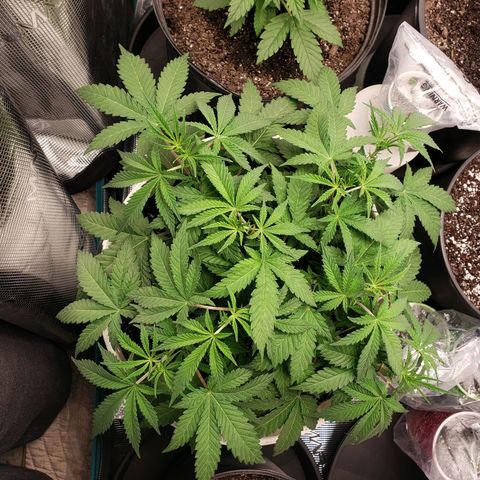 Geloctane  growlog photo: All the plants are looking pretty good could be doing better still trying dial in the environment 