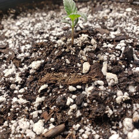Geloctane  growlog photo: All the plants are looking pretty good could be doing better still trying dial in the environment 