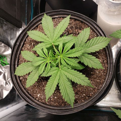 Geloctane  growlog photo: All the plants are looking pretty good could be doing better still trying dial in the environment 