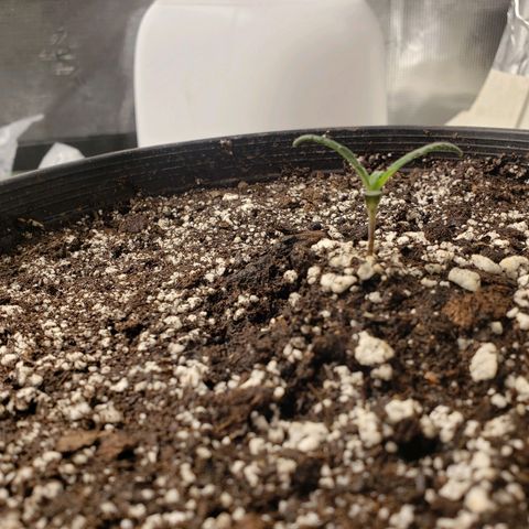 Geloctane  growlog photo: All the plants are looking pretty good could be doing better still trying dial in the environment 