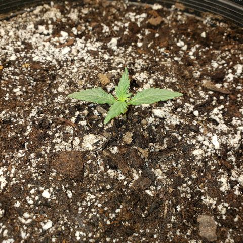 Geloctane  growlog photo: All the plants are looking pretty good could be doing better still trying dial in the environment 