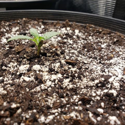 Geloctane  growlog photo: All the plants are looking pretty good could be doing better still trying dial in the environment 