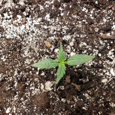 Geloctane  growlog photo: All the plants are looking pretty good could be doing better still trying dial in the environment 