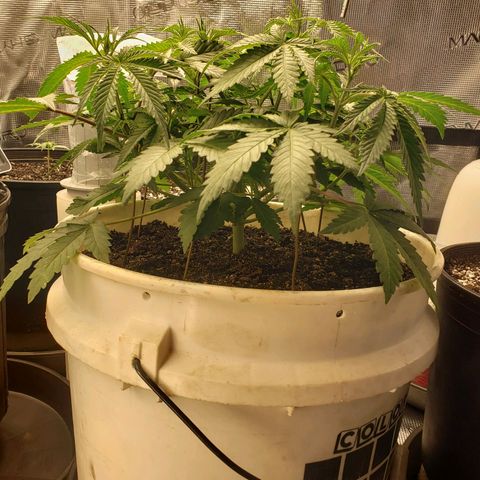 Geloctane  growlog photo: Geloctane and Khalifa kusher looking real good 