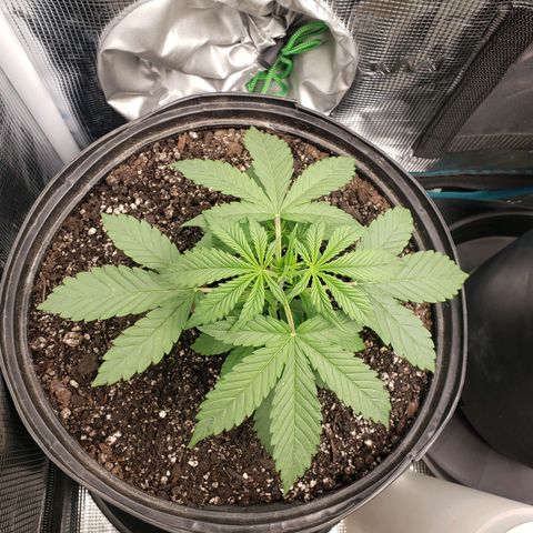 Geloctane  growlog photo: Geloctane and Khalifa kusher looking real good 