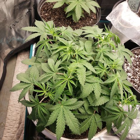 Geloctane  growlog photo: Geloctane and Khalifa kusher looking real good 
